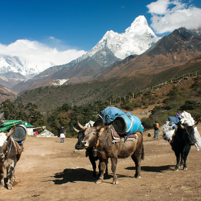 Cho-La-Pass-(Gokyo-Ri) 13